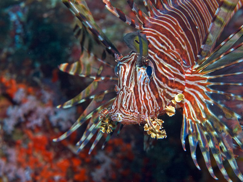 Lion Fish, Batee Tokong